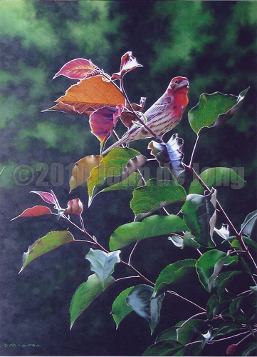 House Finch in the Fall
